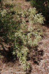 Bursaria spinosa spinosa