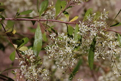 Bursaria spinosa spinosa