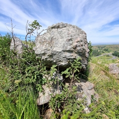 Vangueria macrocalyx