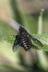 Conophorus