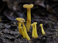 Craterellus