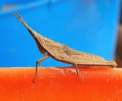 Atractomorpha similis