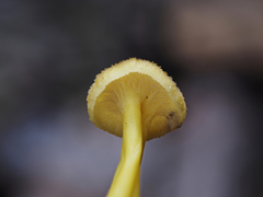 Craterellus