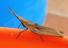 Atractomorpha similis