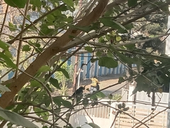 Rhipidura albogularis