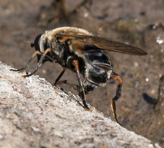 Polydontomyia curvipes
