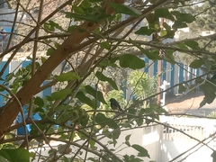 Rhipidura albogularis