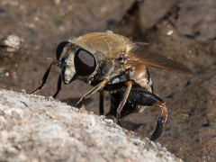 Polydontomyia curvipes