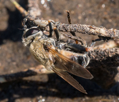 Polydontomyia curvipes