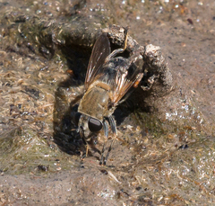 Polydontomyia curvipes