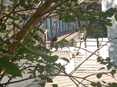 Rhipidura albogularis