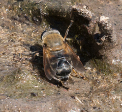 Polydontomyia curvipes