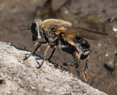 Polydontomyia curvipes
