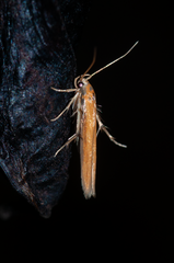 Stathmopoda skelloni