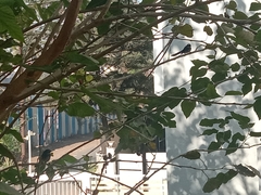 Rhipidura albogularis