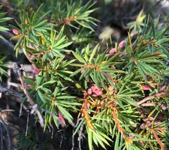 Brachyloma ericoides