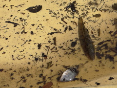 Gobiomorus maculatus