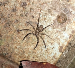 Heteropoda jugulans