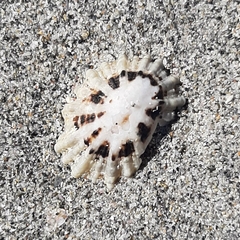 Scutellastra peronii