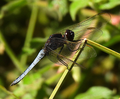 Crocothemis nigrifrons