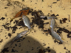 Centropomus robalito