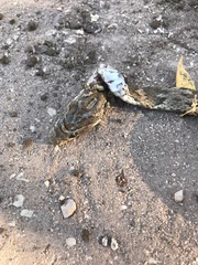 Trimorphodon quadruplex