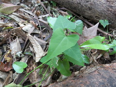 Aristolochia triangularis