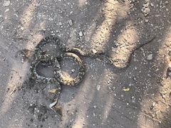 Trimorphodon quadruplex