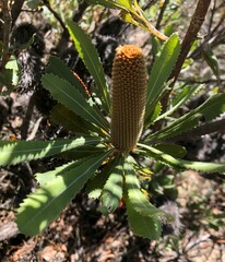 Banksia ornata