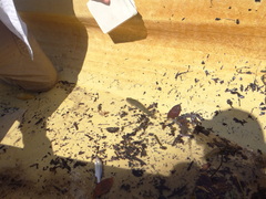 Gobiomorus maculatus