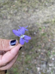Viola floridana