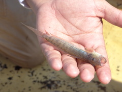 Gobionellus microdon