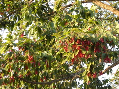 Dipterocarpus