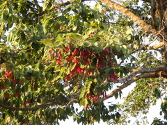 Dipterocarpus