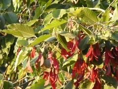 Dipterocarpus