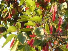 Dipterocarpus