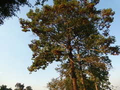 Dipterocarpus