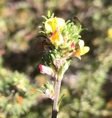 Phyllota pleurandroides