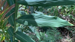 Alpinia caerulea