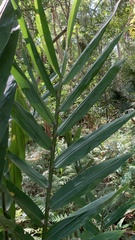 Alpinia caerulea
