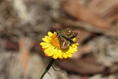 Taractrocera papyria