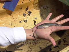 Gobiomorus maculatus