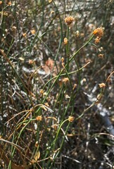 Lepidobolus drapetocoleus