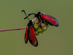 Zygaena purpuralis
