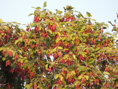 Dipterocarpus