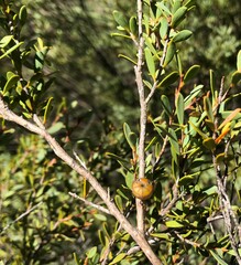 Leptospermum coriaceum