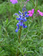 Lupinus subcarnosus