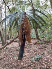 Cycas revoluta