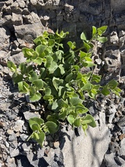 Mirabilis tenuiloba