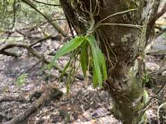 Sarcochilus australis